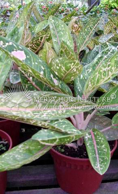 Aglaonema Donna Carmen